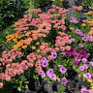 Meet your Posher, Lily